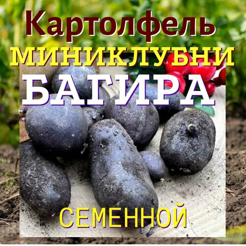 Картофель семенной миниклубни высшая категория сорт багира селекционный семенной картофель мини клубни аризона из лаборатории 10 шт