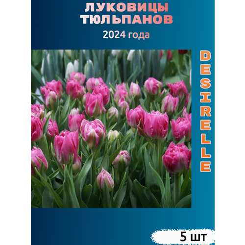 Луковицы тюльпана Desirelle (5 шт) тюльпан pink impression 10 луковиц
