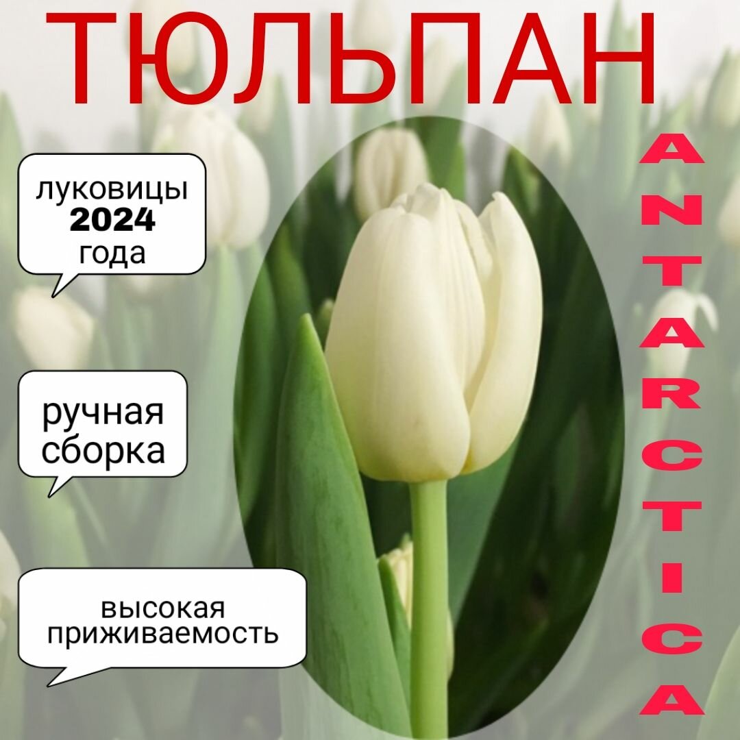 Луковицы тюльпана, сорт "Antarctica", 3 шт