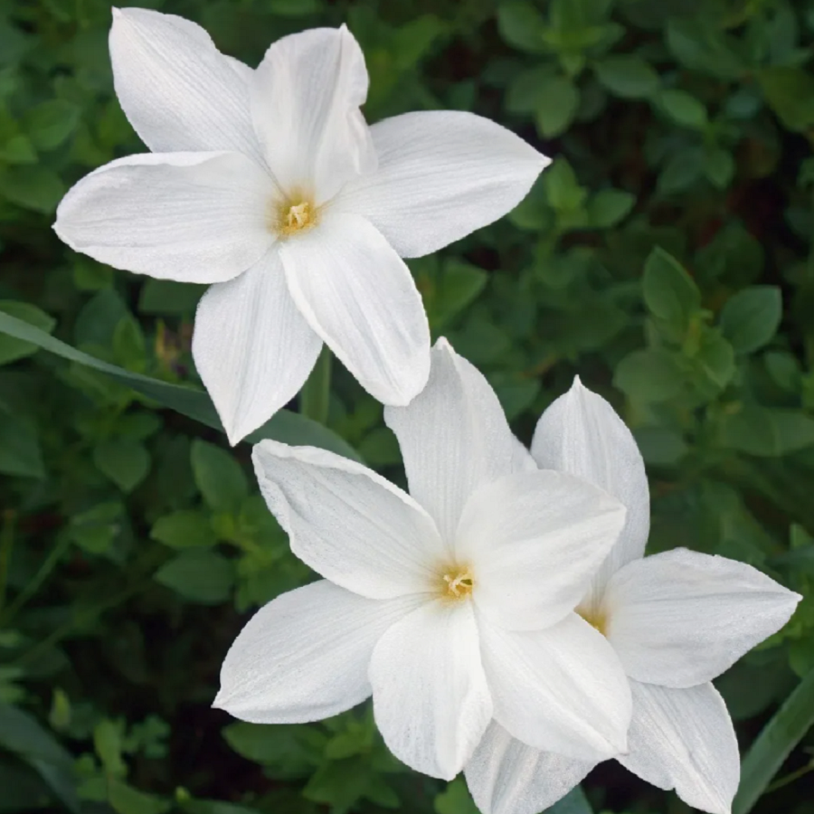 Зефирантес Друммонда (Zephyranthes DRUMMONDII) семена