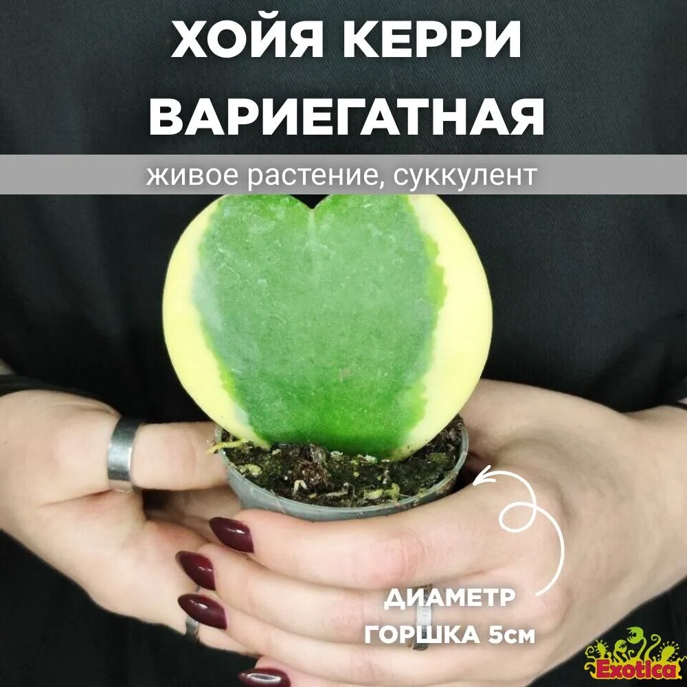 фото Хойя Керри вариегатная (Hoya Kerrii Variegated) D6см