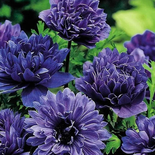 Anemone Lord Lieutenant ( 10 шт )