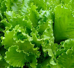 Семена Салат Азарт листовой 0 3г  Агрос 