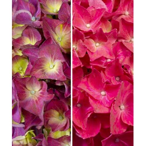 гортензия hydrangea 04 007 10 Гортензия Хай Торнадо (крупнолистная), 1 саженец