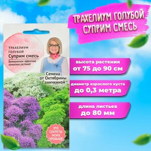 Трахелиум семена голубой Суприм Смесь