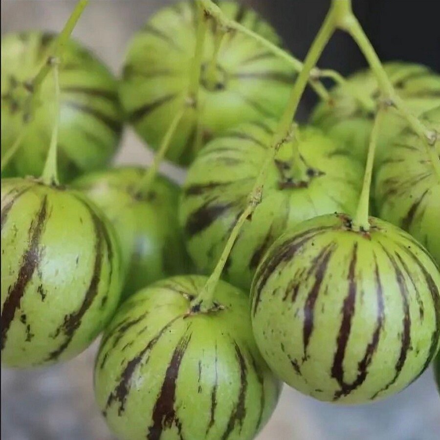 Семена Deodar SEEDS COMPANY Тзимбало 10 шт.
