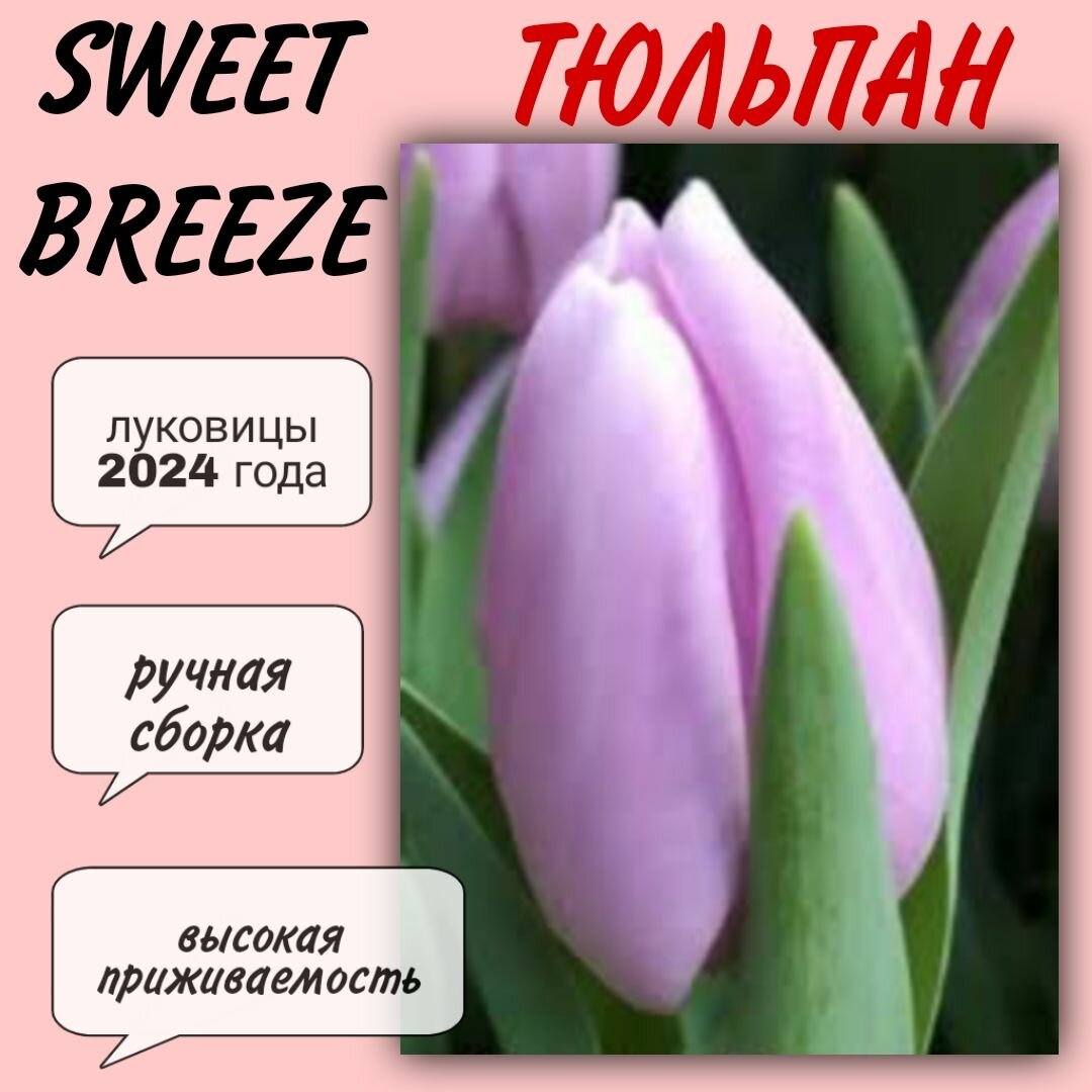 Луковицы тюльпана сорт "Sweet Breeze" 3 шт