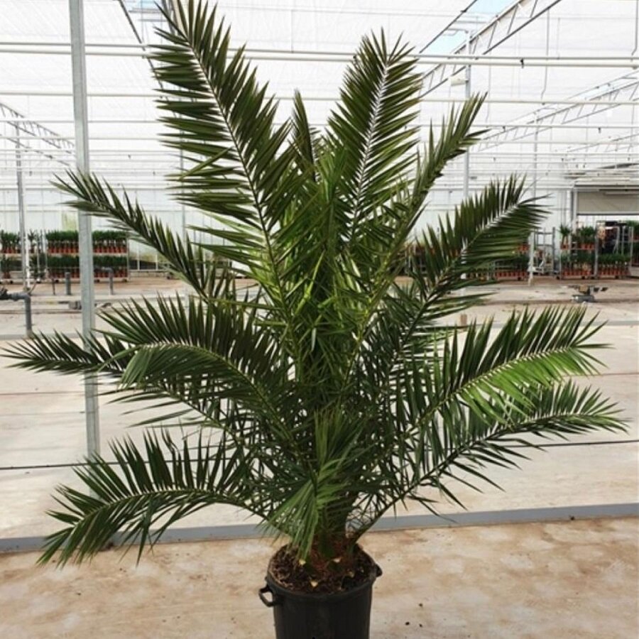 Семена Орешка Карликовая финиковая бесстебельная пальма, Phoenix acaulis 5 шт. — фото 1