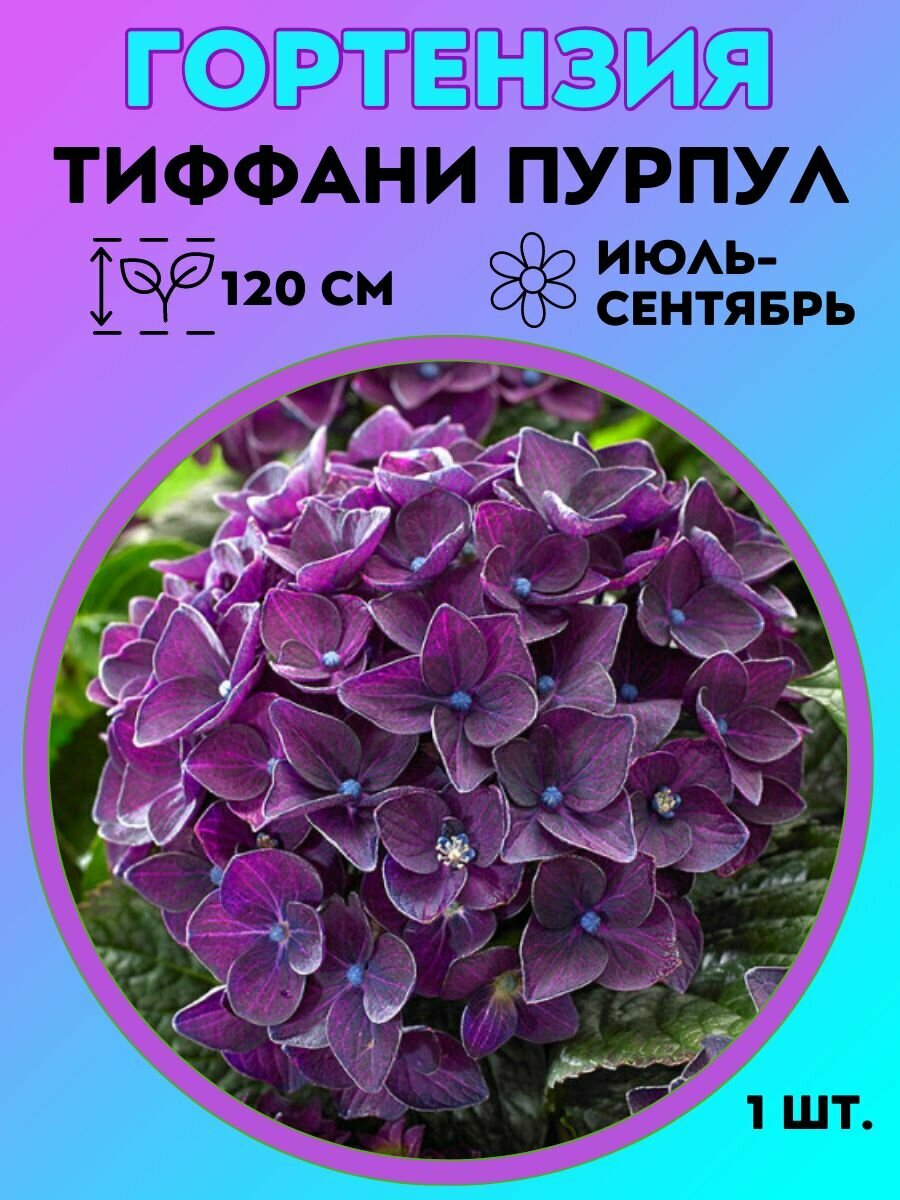 Гортензия метельчатая, саженец 1 штука