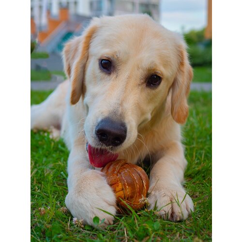 Игрушка для собак Japan Premium Pet Суперкожаная в виде мяча для сильных челюстей . Для коррекции поведения и снятия стресса у собак . Для всех пород