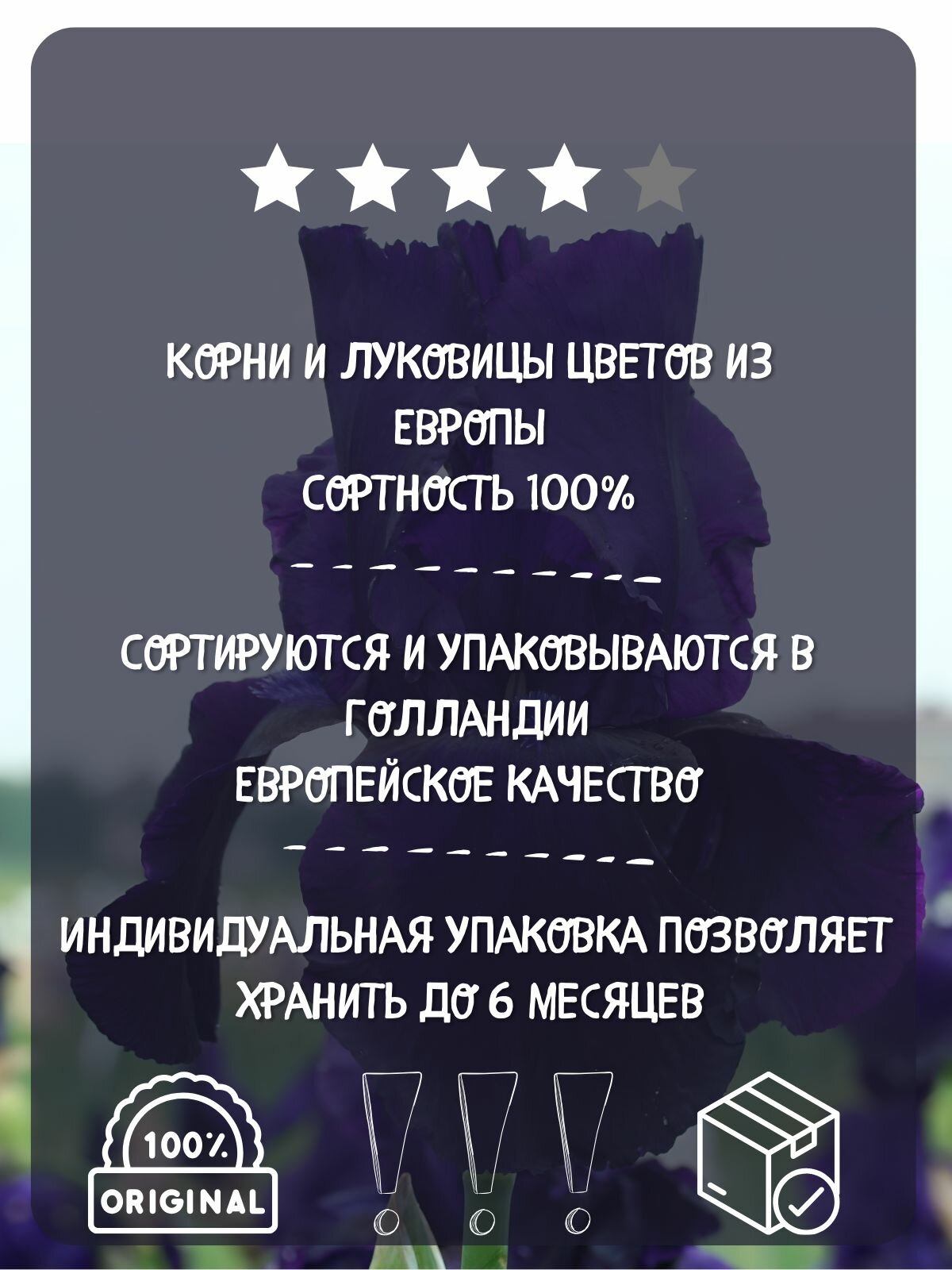 Изображение Ирис бородатый Тукседо луковицы, клубни, корни цветов