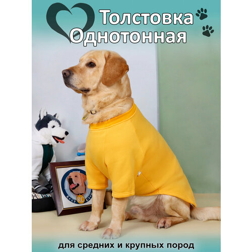 Толстовка Rexy crew "Однотонная", одежда для собак средних и крупных пород, цвет желтый, размер 3XL