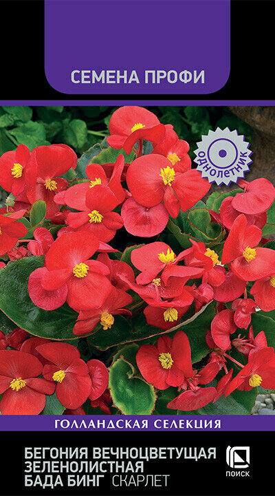Семена Бегонии вечноцветущей Бада Бинг, зеленолистной, 15 штук