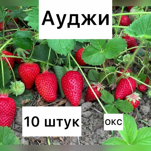 Клубника ауджи ремонтантная .10 штук