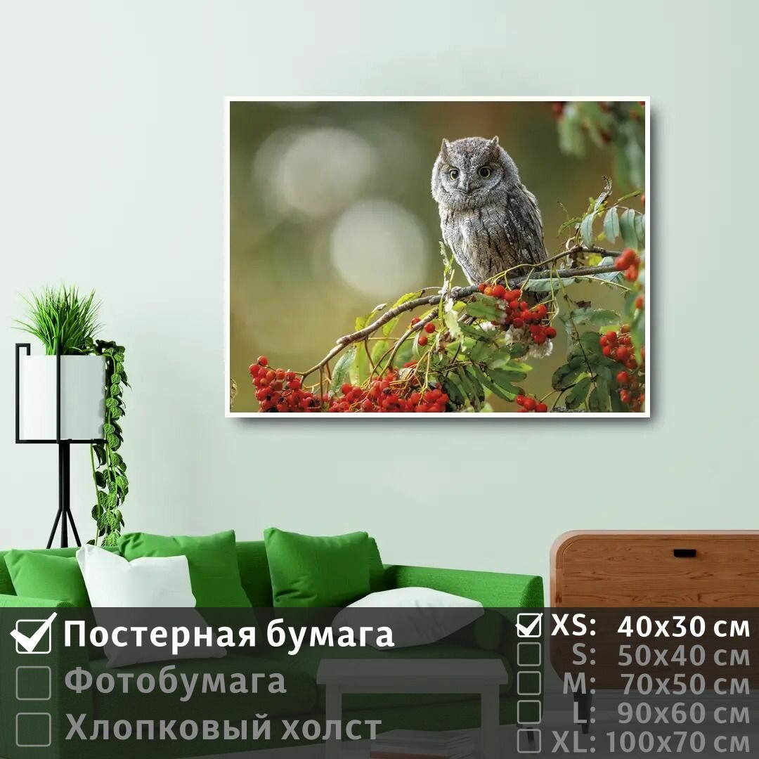 Постер на фотобумаге Сова Сидит На Ветке Красной Рябины В Лесу 90х60 см ПолиЦентр