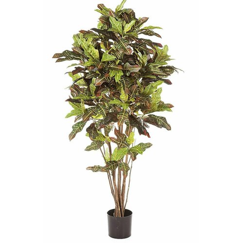 Кротон 120 см 1037604N 16000₽