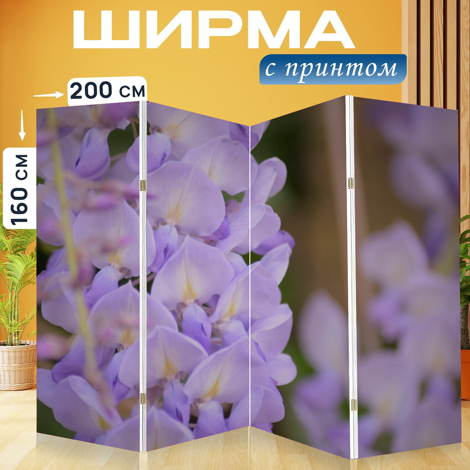 Ширма перегородка с принтом "Глициния, цветок, цветы" на холсте - 200x160 см. для зонирования, раскладная