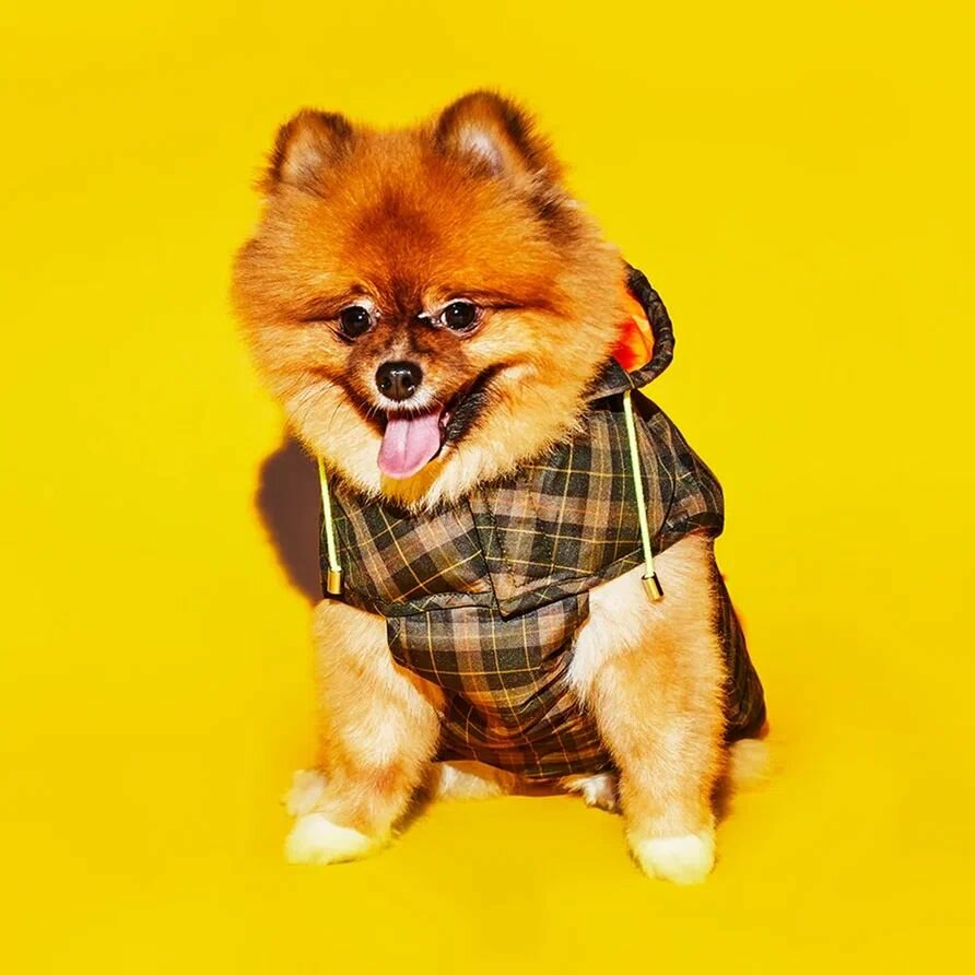 Plaid Пуховик для собак, размер 3 — фото 1