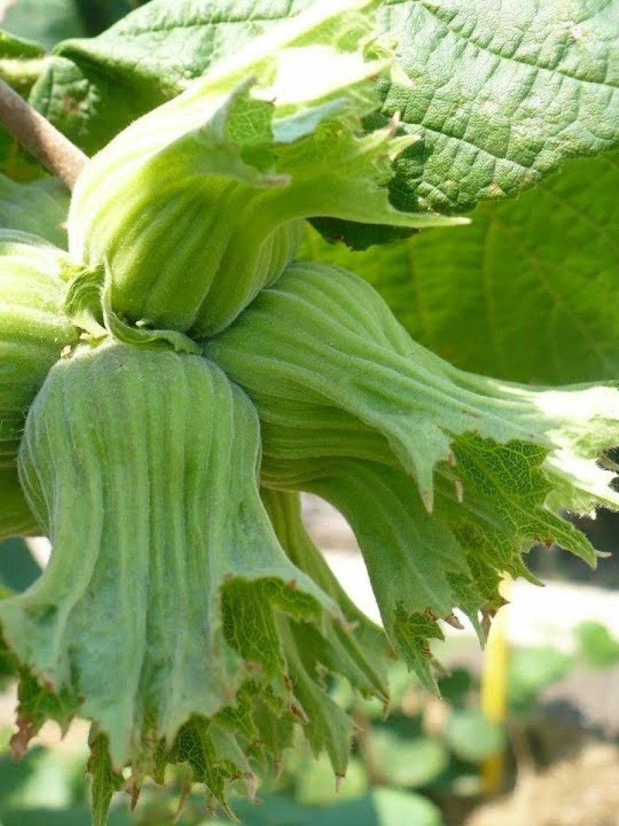 Семена Орех фундук Трапезунд (Corylus avellana Trapezund), 10 штук семян — фото 1