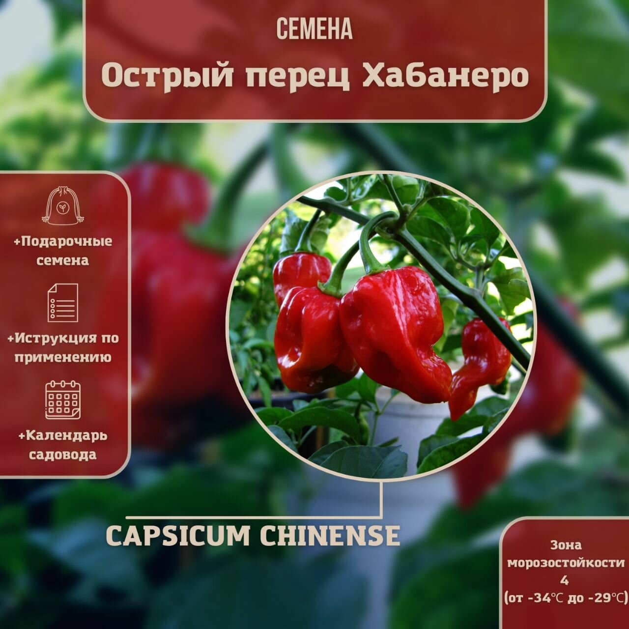 Перец острый Хабанеро Красный (лат. Capsicum Chinense) семена 10шт + подарочек