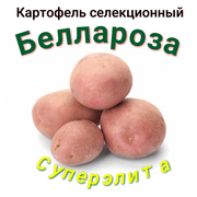 Картофель семенной беллароза клубни 2 кг