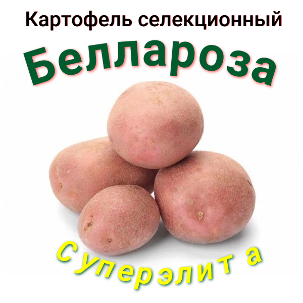 Картофель семенной Беллароза (репродукция элита), 0,5 кг Дачная Коллекция