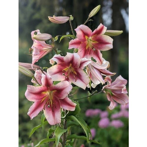 Лилии Олимпийский Факел 3 шт. / O.T. 