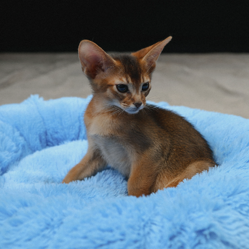 Изображение товара Пушистая голубая лежанка для кошек и собак d100 PNL100