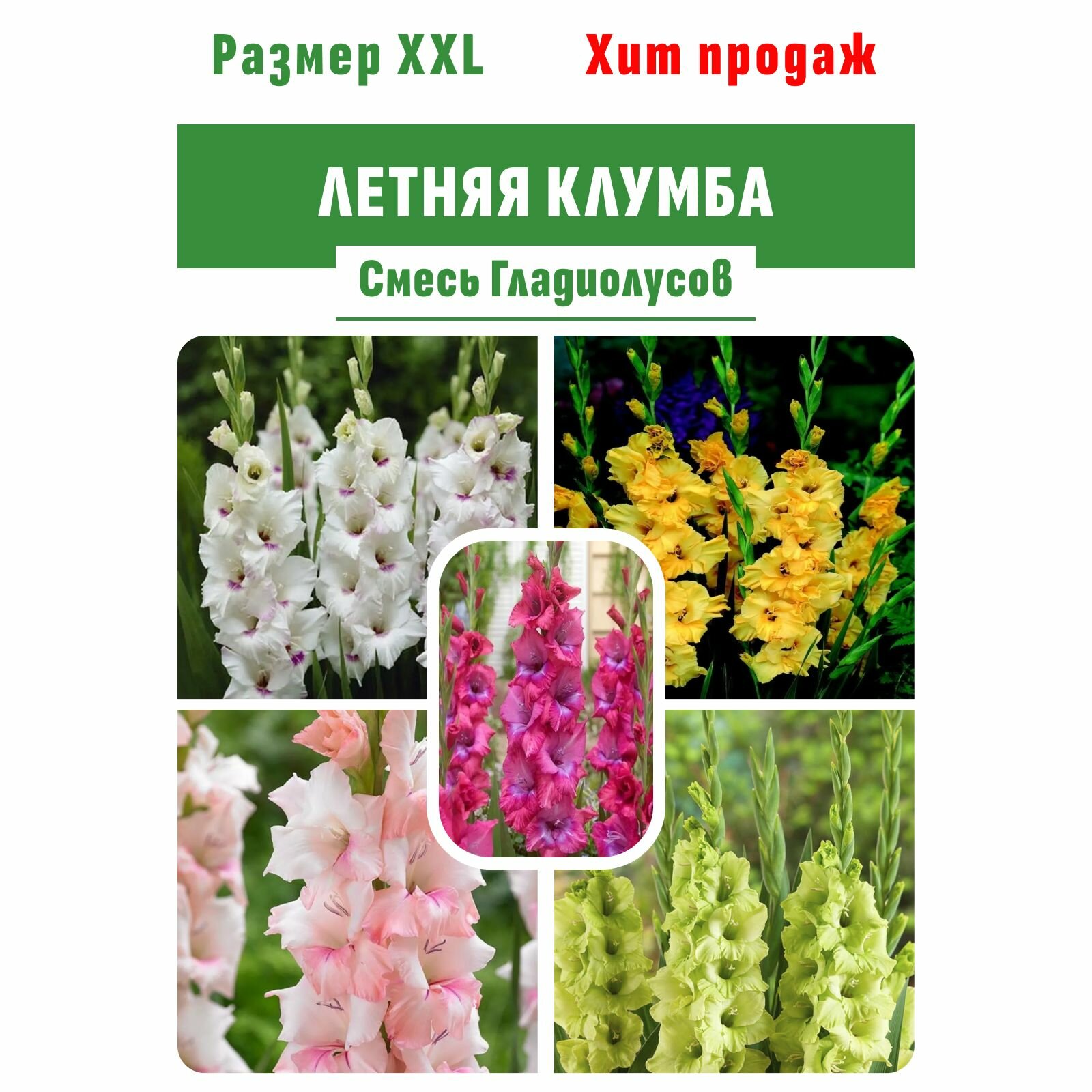 Смесь гладиолусов XXL - 10 шт. Летняя клумба