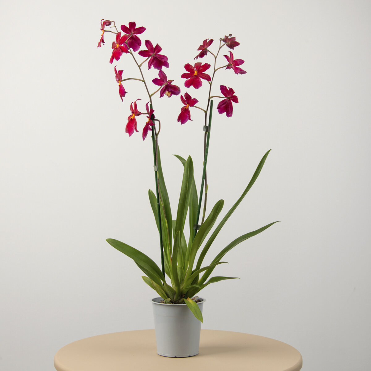 Орхидея в горшке живая Камбрия нелли ислер высота 50 см 2 цветущие ветки в горшке d12 см