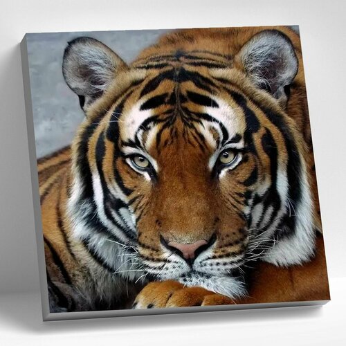 Алмазная мозаика 30х30 Задумчивый тигр