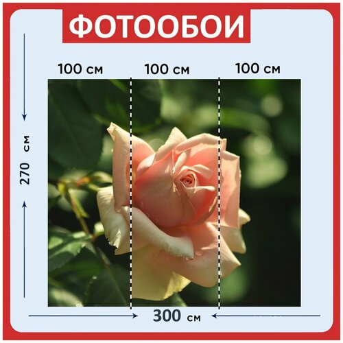 Фотообои Роза розовый нежный 300x270 см флизелиновыена стену 3940₽