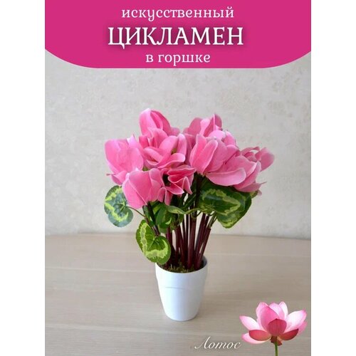 Цикламен розовый в горшке от бренда Лотос 600₽