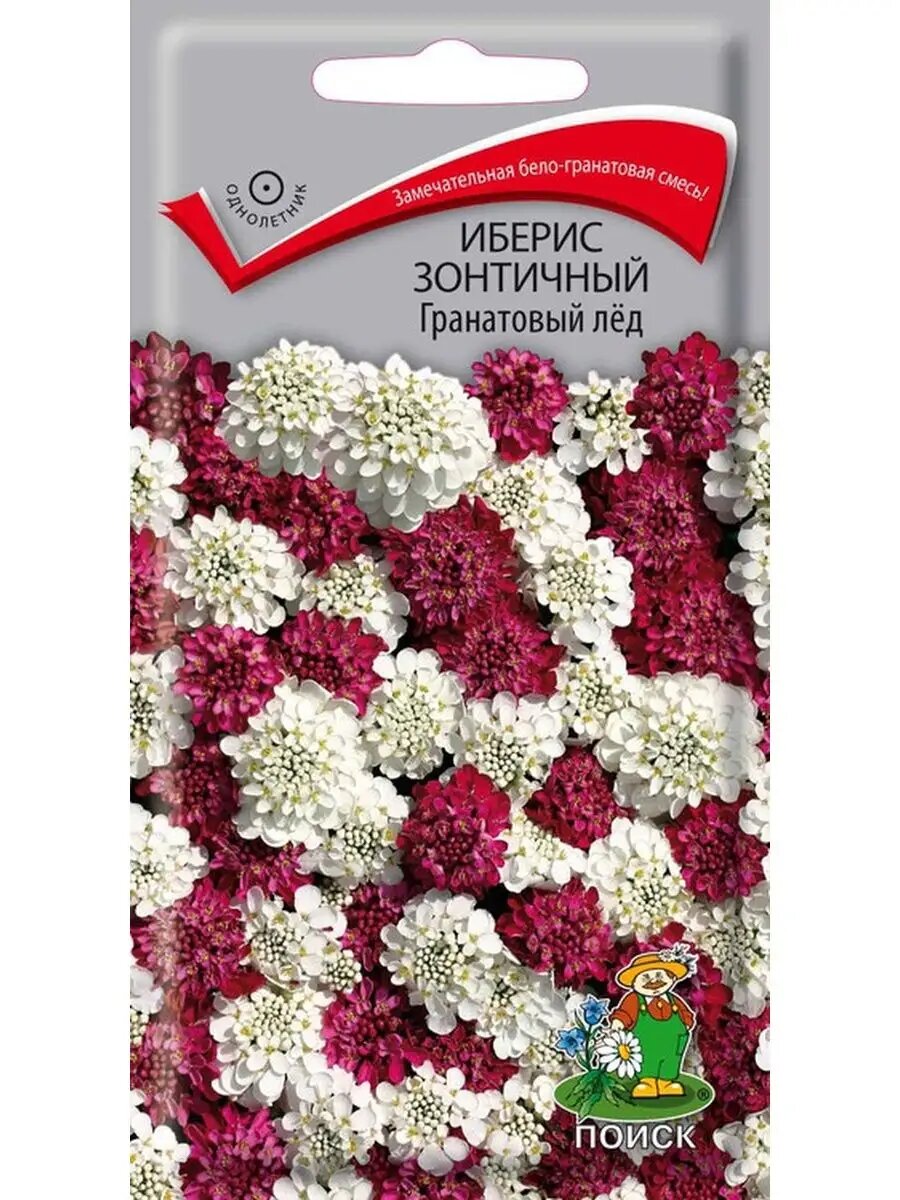 Иберис зонтичный Гранатовый лёд