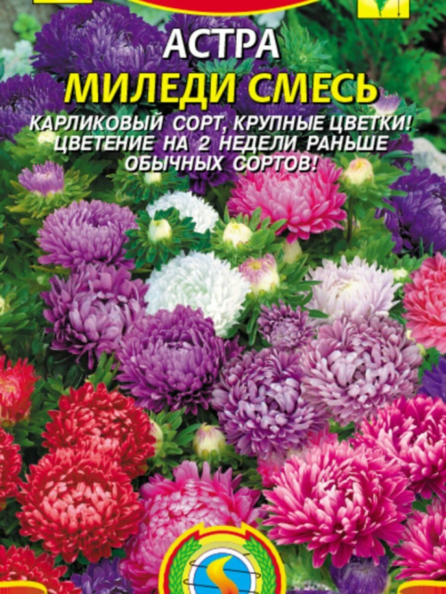 Семена Астра Миледи смесь 01 гр Плазменные семена