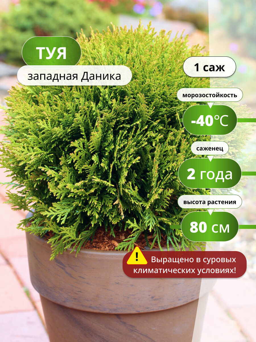 Туи западной 