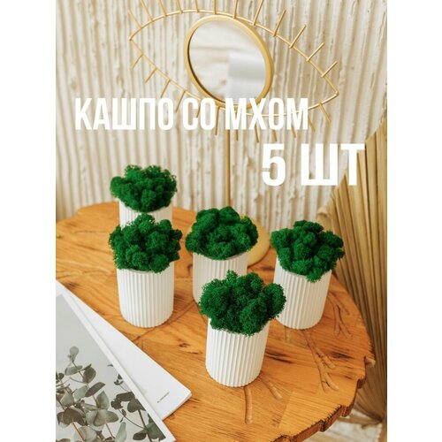 Кашпо и мох стабилизированный 2300₽