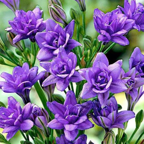 Луковицы Фрезии BLUE ( 10 шт )