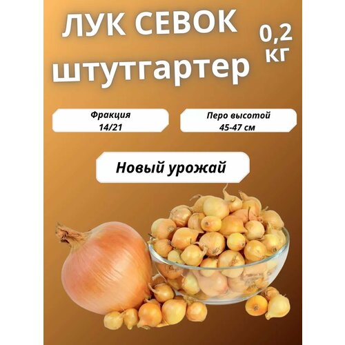 Лук севок Штутгартер Ризен 200гр.