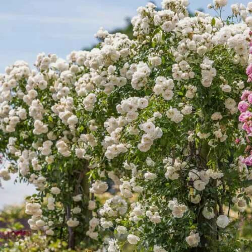 Изображение товара Роза плетистая Айсберг (Iceberg), 1 шт, розы, морозостойкий сорт