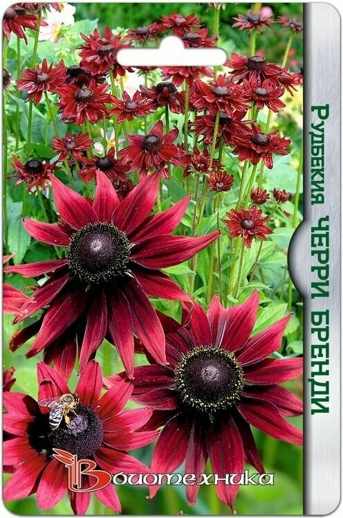 Рудбекия Черри Бренди 20шт Биотехника