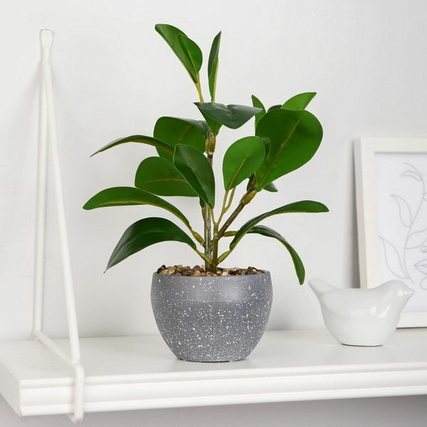 фото Бонсай в горшке "Клеродедрум декоративный" 8х23 см