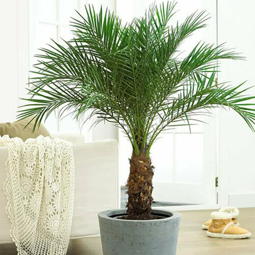 Свежие семена Пальма Финик Канарский Phoenix canariensis 5 штук 348₽