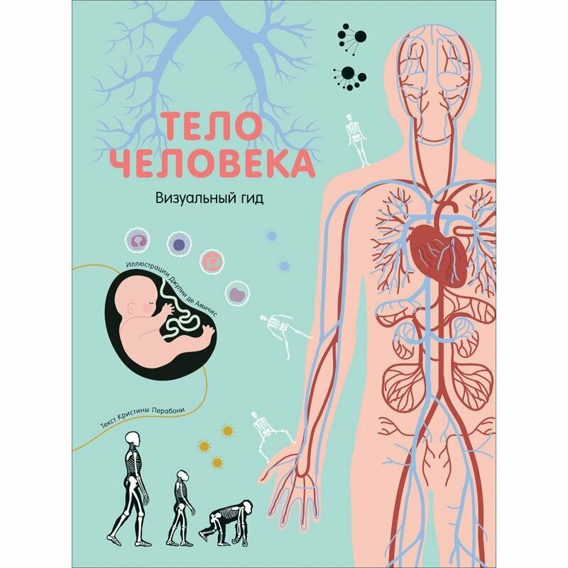 Тело человека. Визуальный гид (Кристина Перабони) - фото №10