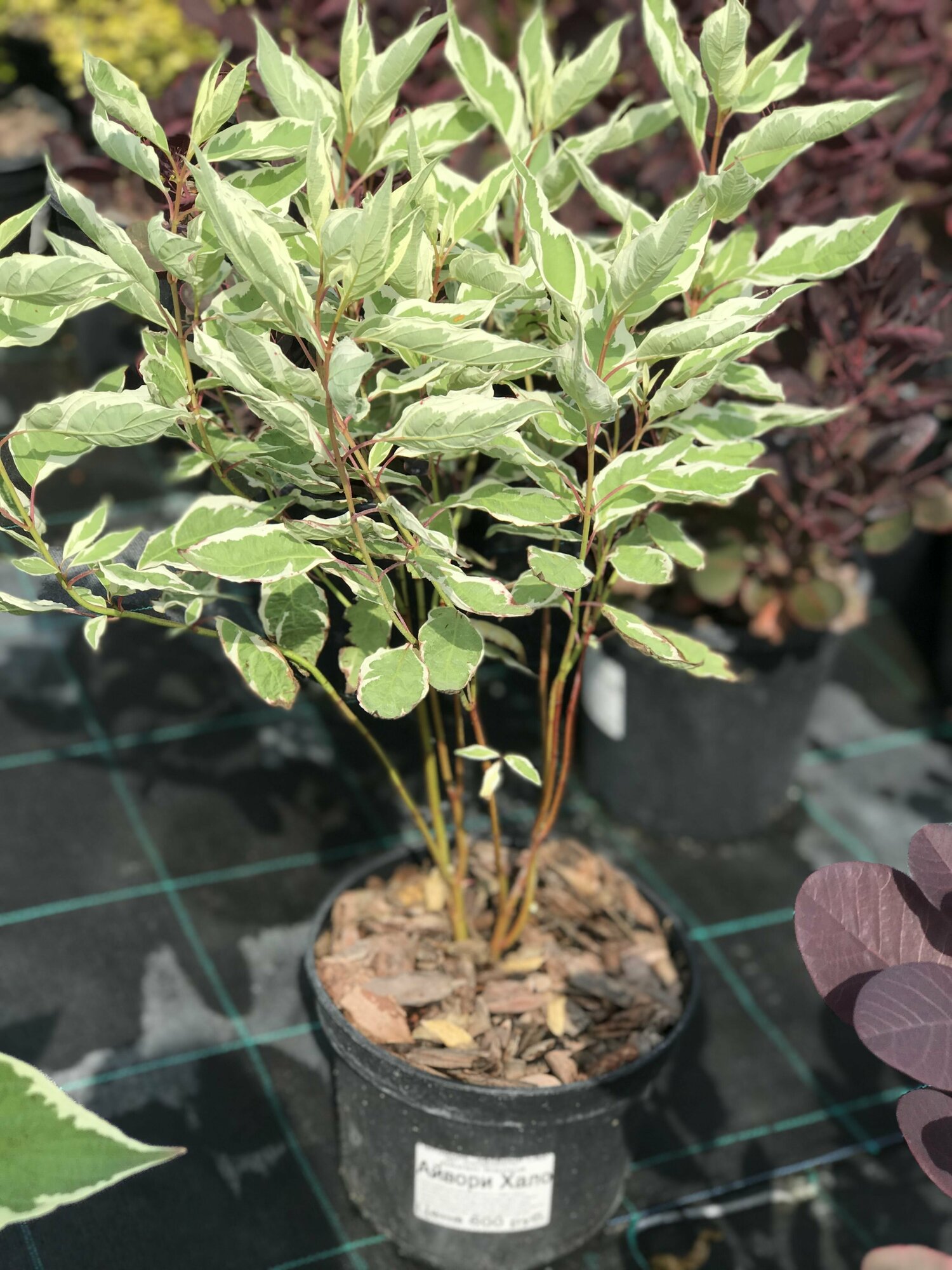 фото Дерен белый 'Ivory Halo'