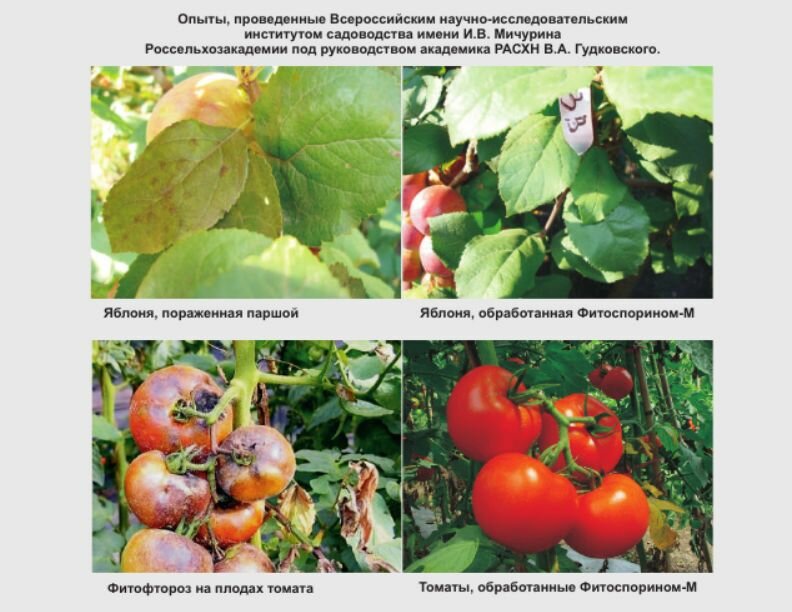 Фитоспорин М для огурцов - биофунгицид от болезней растений 10г - фотография № 6