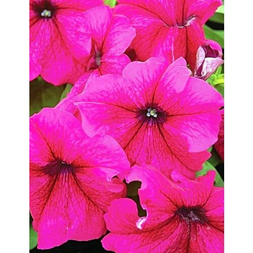 Петуния крупноцветковая F1 Лимбо Бургунди серия Limbo 255₽