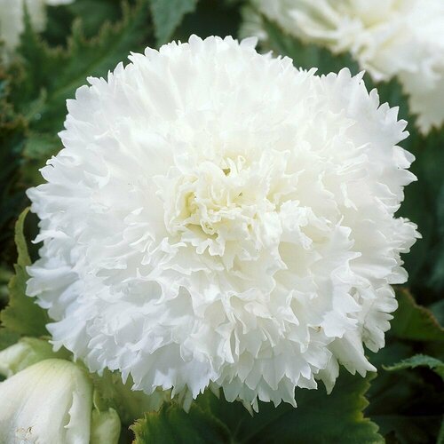 Бегония Фимбриата белая 949₽