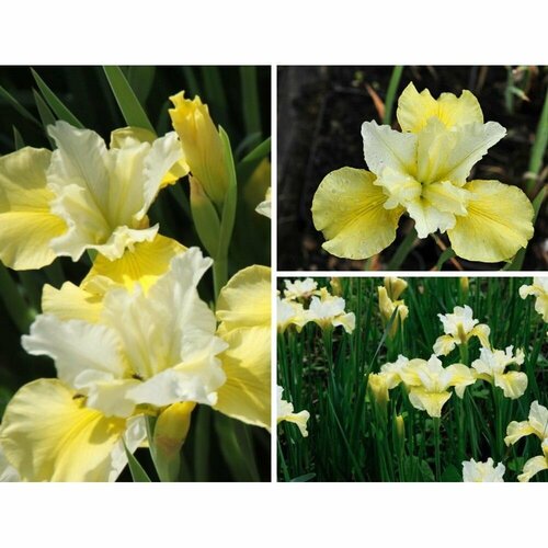 Ирис сибирский Саммер Ревелз 1 шт 1209₽