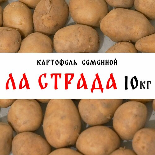 Семенной картофель сорта Ла Страда 10кг, клубни